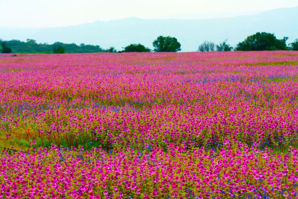 Kaas Pathar Tour Packages